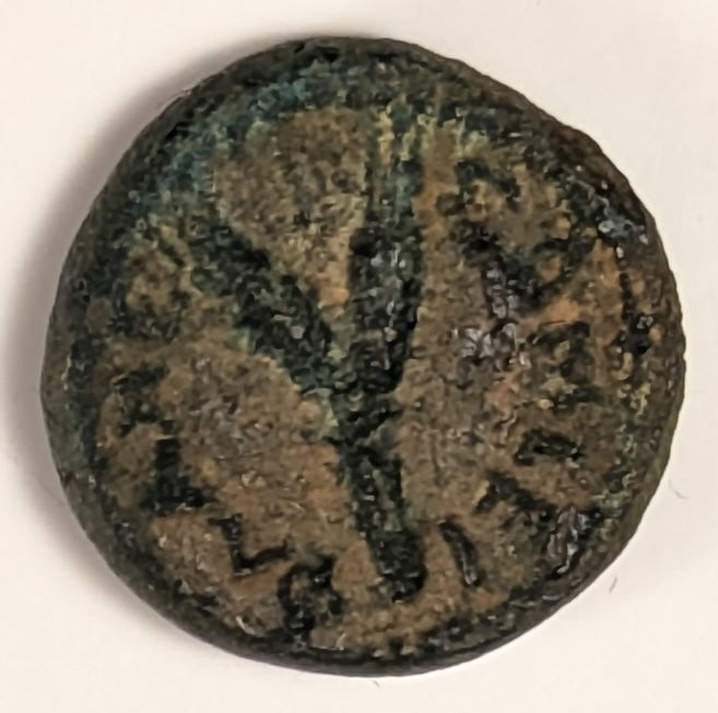 SAMARIA, Neapolis ~ Domitian. 81-96 ~ Æ16 (3.96g) ~ Laureate bust right ~ Two ears of grain on 1 stal, LEI = year 15 = 86/87 AD. Usually seen dated year 11. ~ Ros-6,  ~ F, porous, obv. o.c.