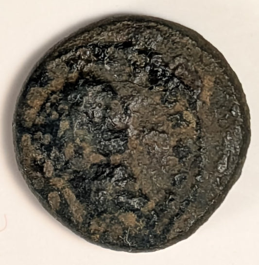 SAMARIA, Neapolis ~ Domitian. 81-96 ~ Æ16 (3.96g) ~ Laureate bust right ~ Two ears of grain on 1 stal, LEI = year 15 = 86/87 AD. Usually seen dated year 11. ~ Ros-6,  ~ F, porous, obv. o.c.