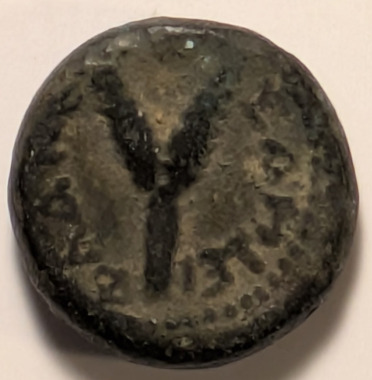 SAMARIA, Neapolis, Domitian ~ 81-96 ~ AE16 (5.05g) ~ Laureate bust right ~ Two ears of grain on 1 stal, LEI = year 15 = 86/87 AD. Usually seen dated year 11. ~ Ros-6 ~ G/VG, obv. o.c.