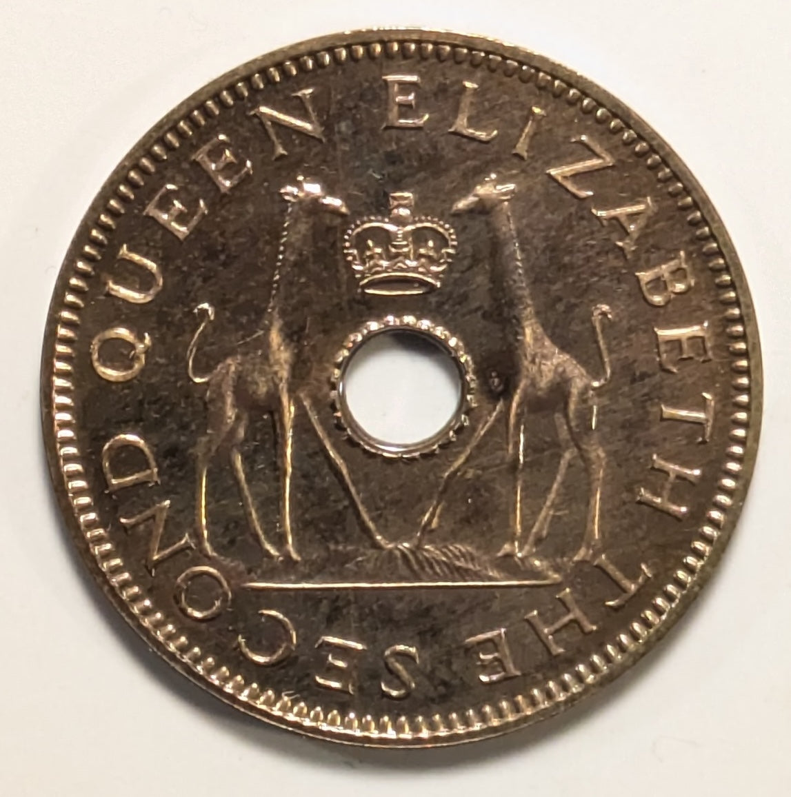 RHODESIA & NYASALAND, Federation ~ 1955 ~ 1/2 Penny ~ Scarce in proof ~ Y-1, KM-1 ~ Choice Proof